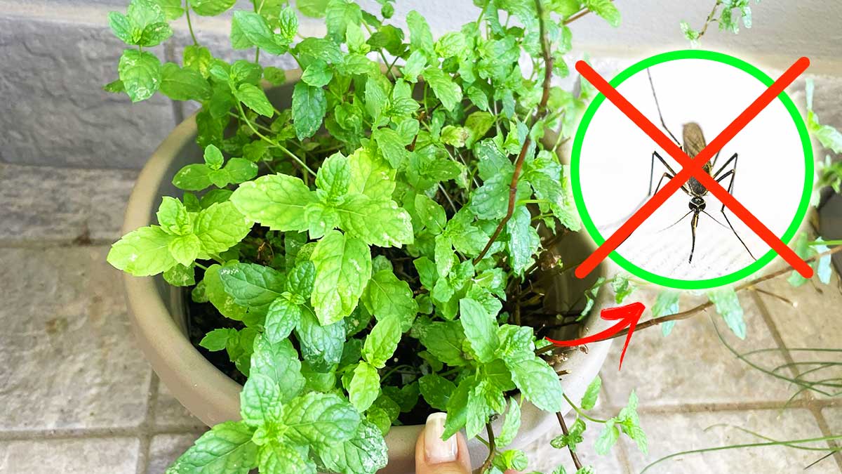 4+1 Piantine in Balcone che ti fanno stare tranquillo contro zanzare e insetti