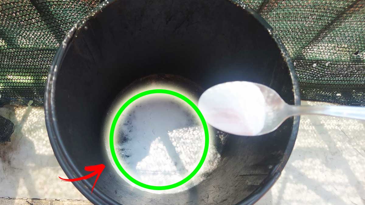 Bastano 3 semplici gesti per non far puzzare la Spazzatura in Estate
