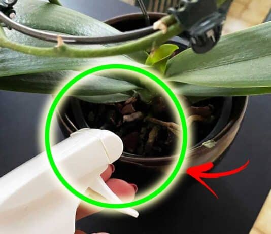 rinfrescare-orchidea