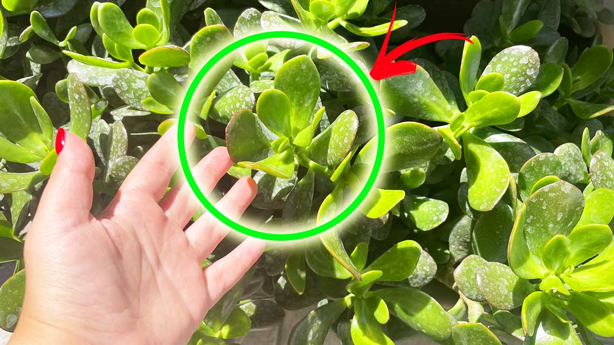 I Consigli dei vivaisti per avere l’Albero di Giada sempre bello e con le foglie verdissime