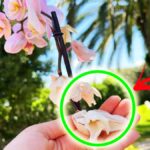 Come coccolare l’Orchidea a Settembre e non farla appassire?