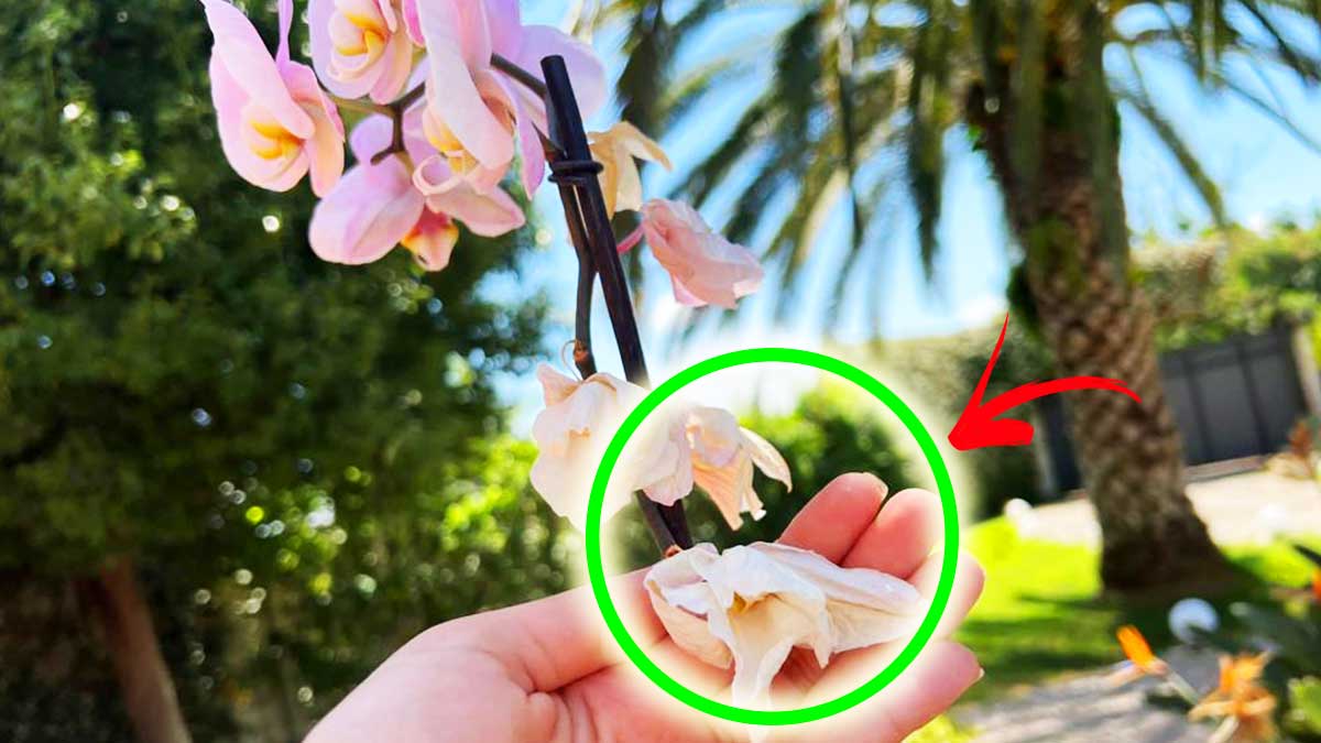 Come coccolare l’Orchidea a Settembre e non farla appassire?