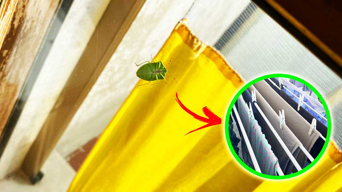 È arrivato il periodo delle Cimici verdi e devi allontanarle dal Balcone e dal Bucato così