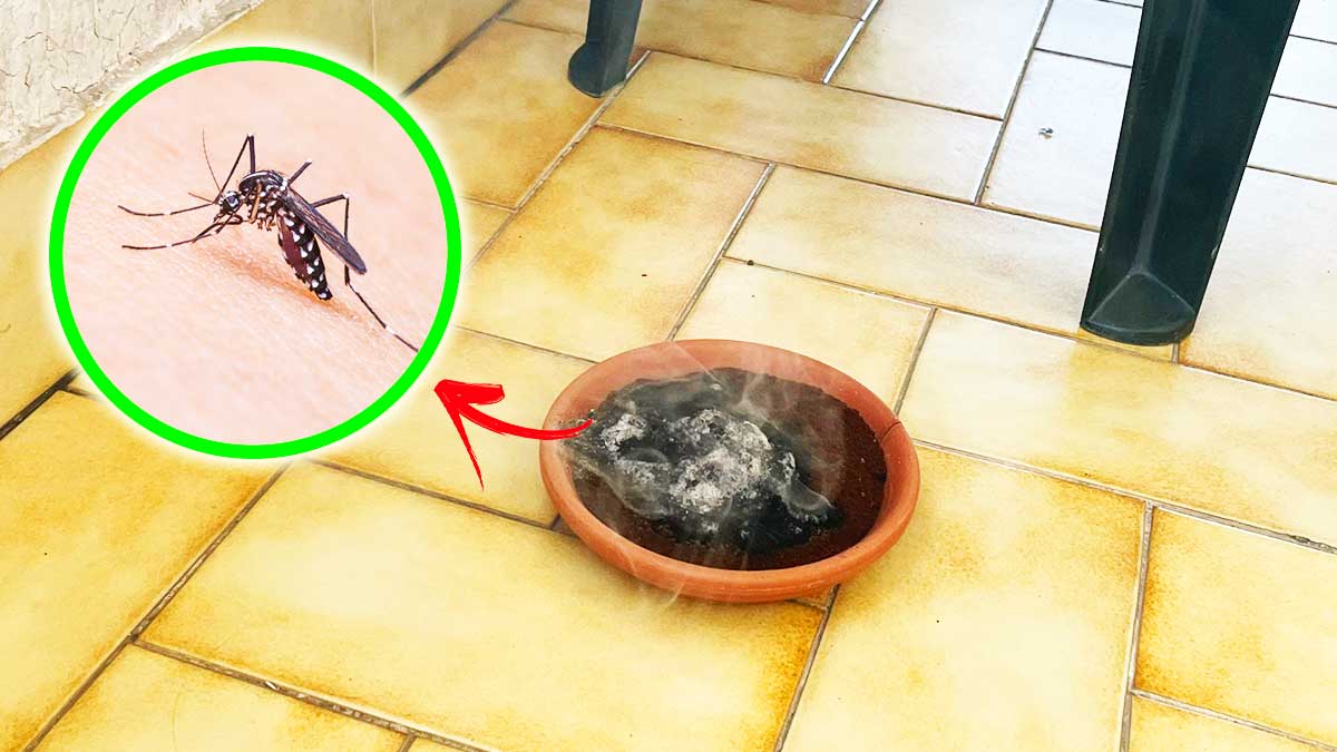 Se a Settembre ci sono più Zanzare che ad Agosto ti basta questo Rimedio per non avere più punture