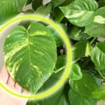 Fai così e il tuo Pothos sarà rigoglioso e pieno di Foglie