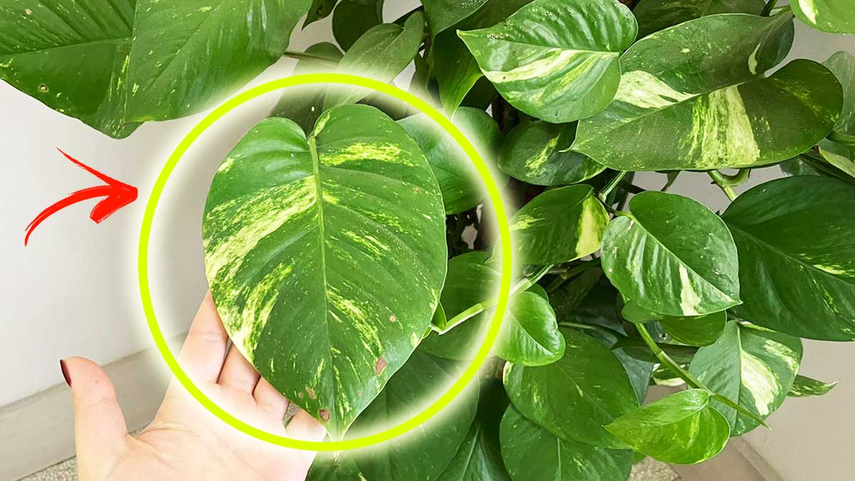 Fai così e il tuo Pothos sarà rigoglioso e pieno di Foglie
