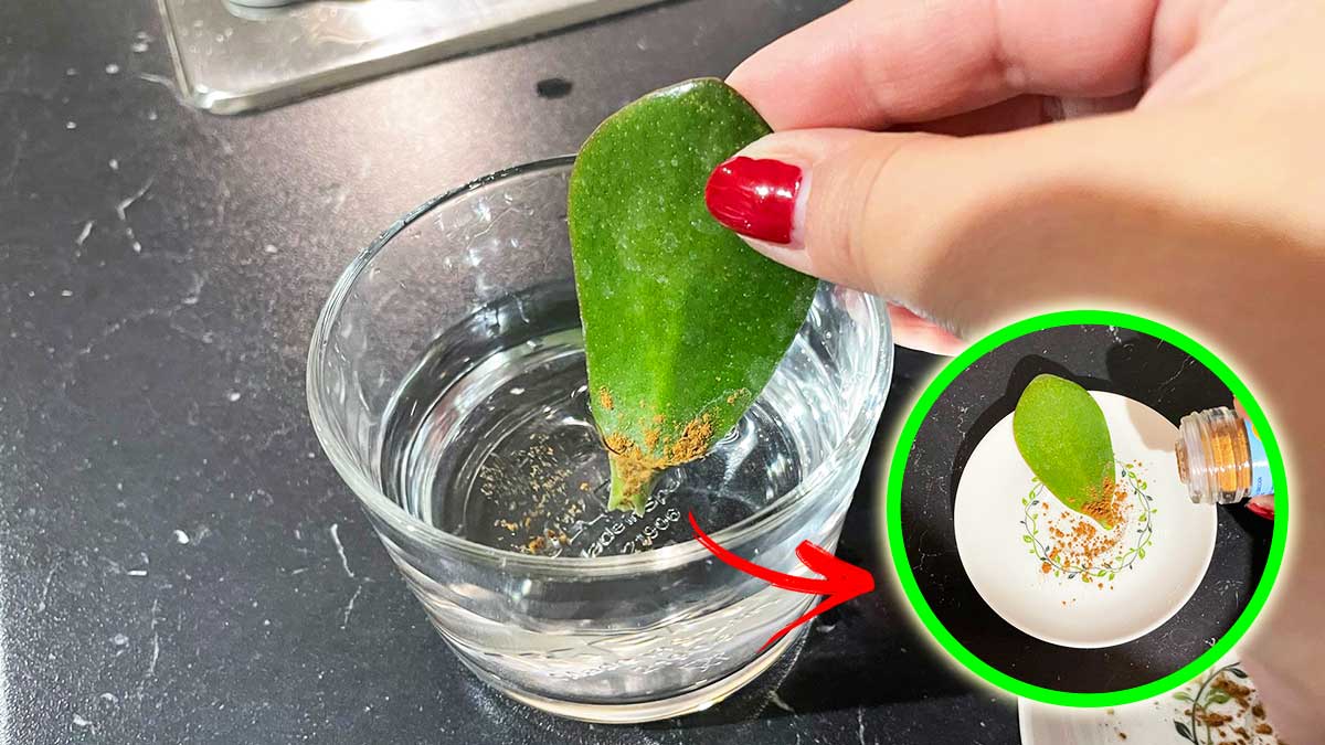 Il Metodo semplice del Bicchiere per far nascere nuove Piante Grasse in poco tempo