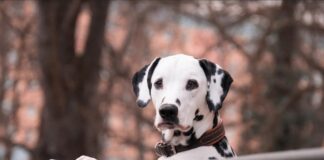 glucosammina cani