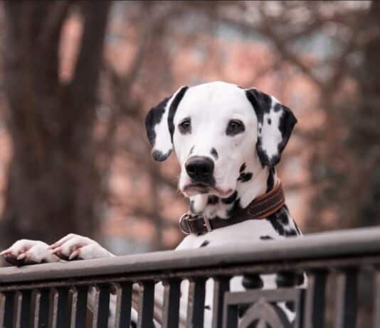 glucosammina cani
