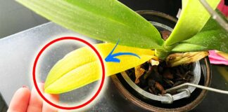 orchidea-foglie-gialle-rimedi