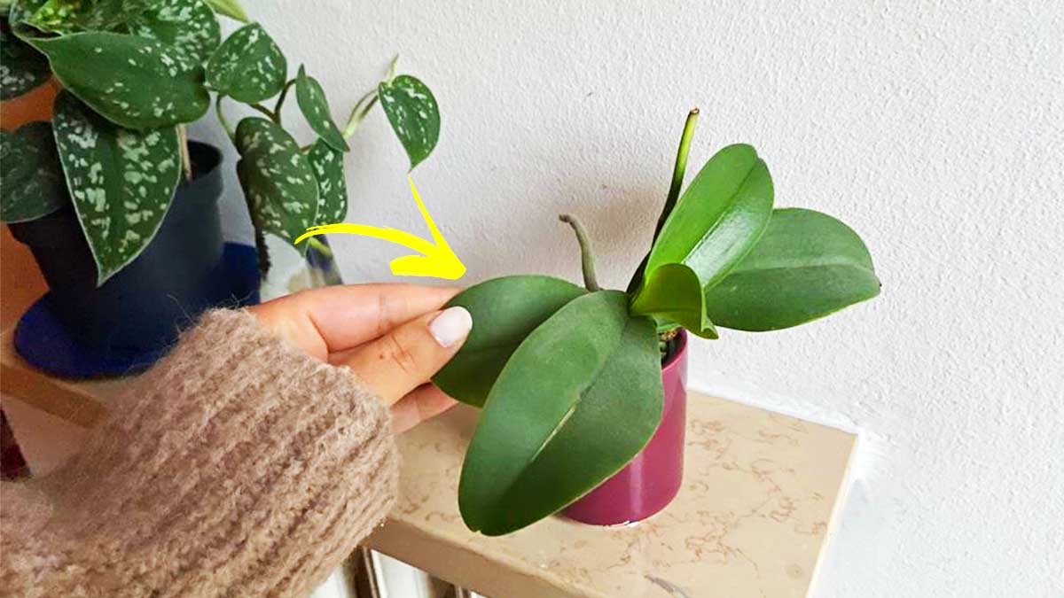 Come curare l’Orchidea quando fa molto freddo?