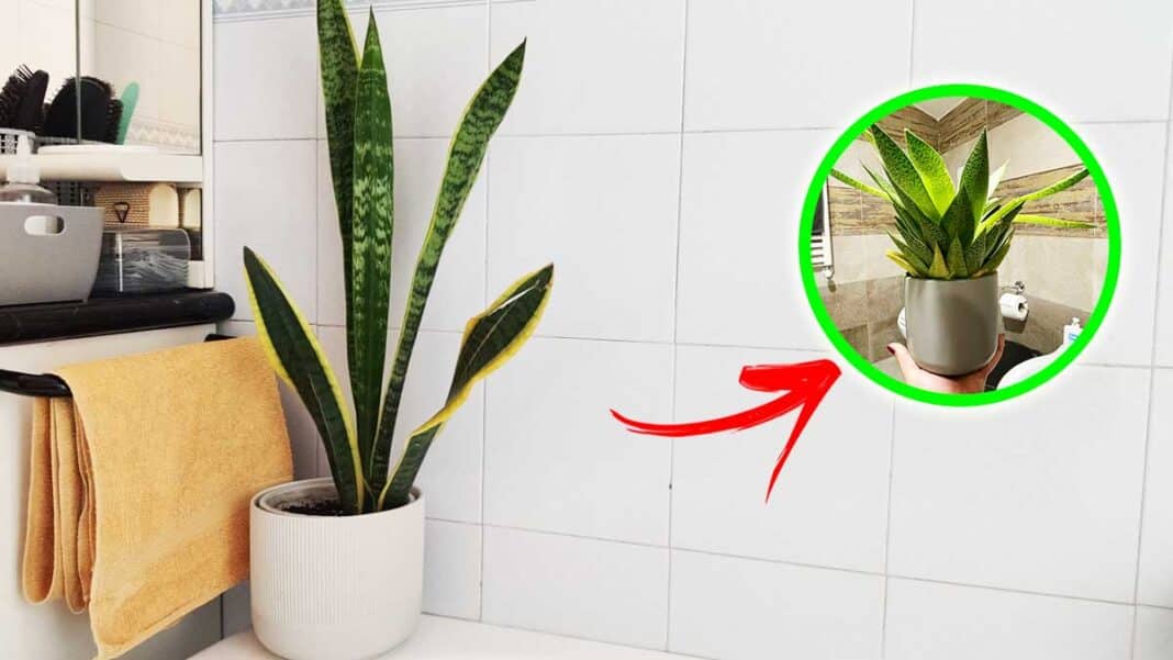 piante-che-evitano-muffa-in-bagno