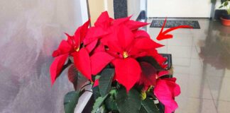 come-far-durare-stella-di-natale