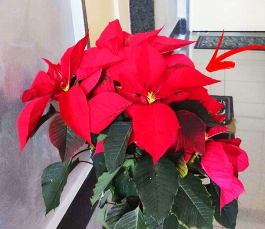 come-far-durare-stella-di-natale