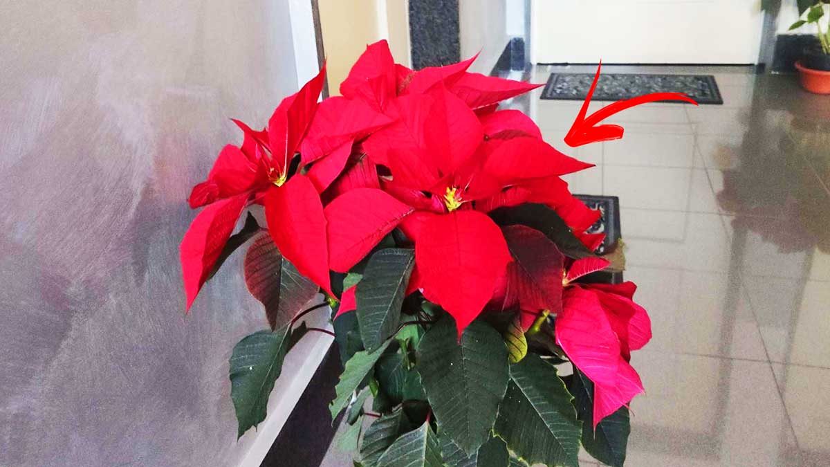 5+1 Consigli per far durare la Stella di Natale tanto tempo
