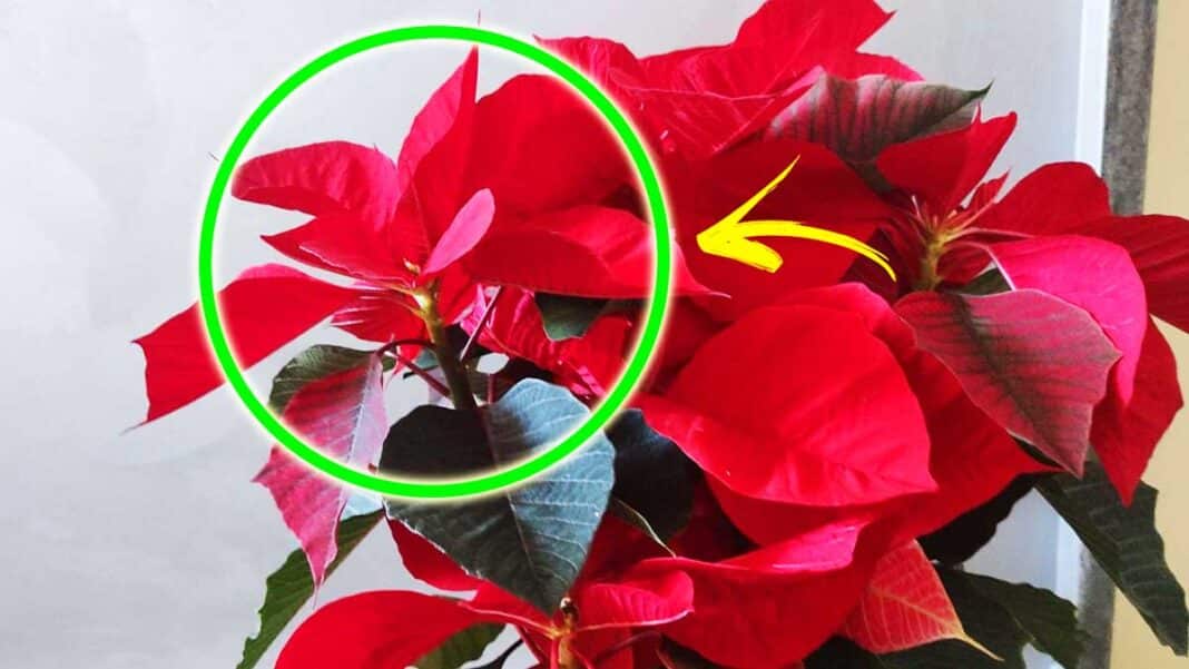 quanto-dura-stella-di-natale
