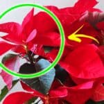 Quanto dura davvero la Stella di Natale e come farla vivere più a lungo
