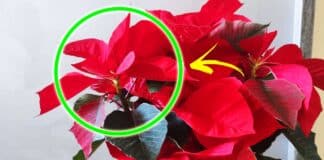 quanto-dura-stella-di-natale