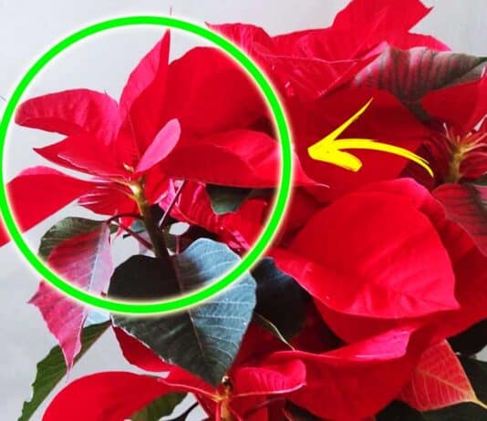 quanto-dura-stella-di-natale