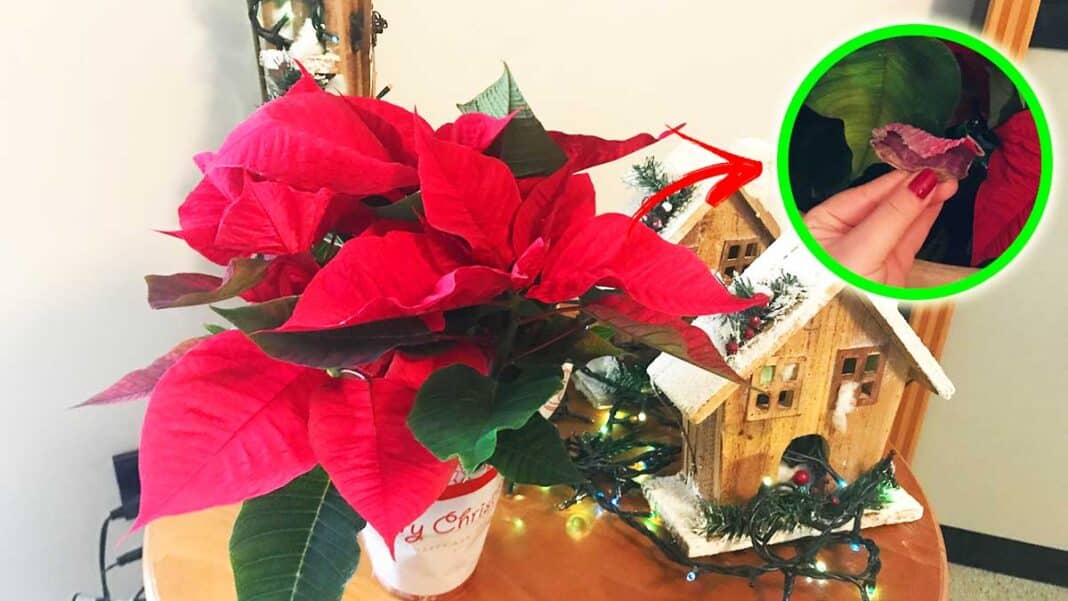 stella-di-natale-che-perde-foglie