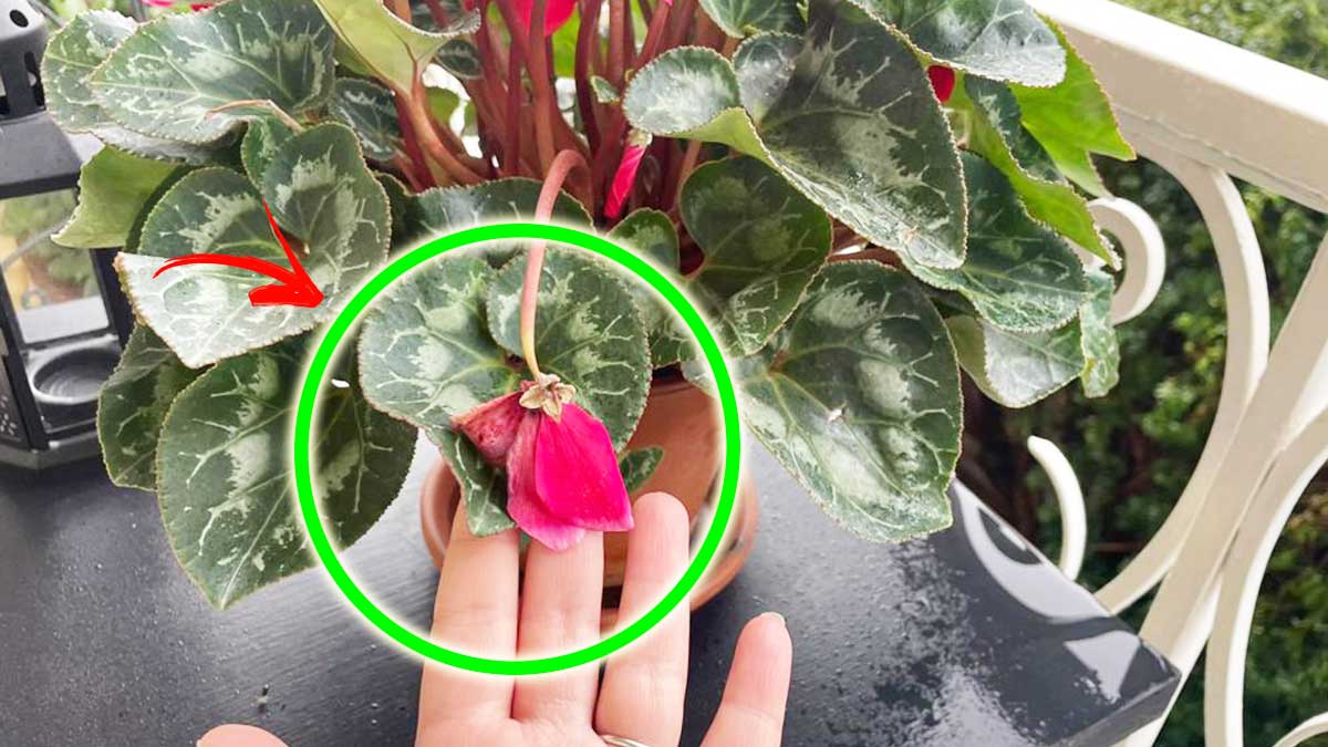 Come non far appassire il Ciclamino in Balcone con il metodo delle foglie secche