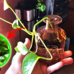 Come coltivare il Pothos in un semplice barattolo o bottiglia