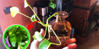 coltivare-pothos-bottiglia