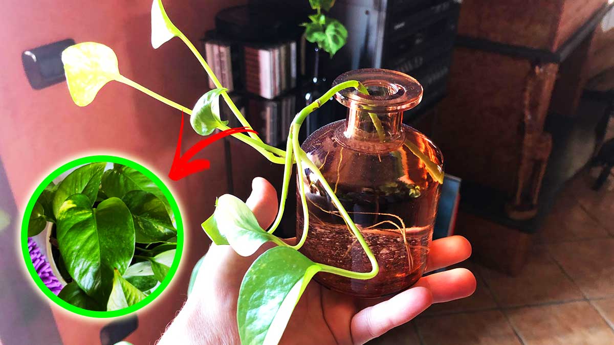 Come coltivare il Pothos in un semplice barattolo o bottiglia