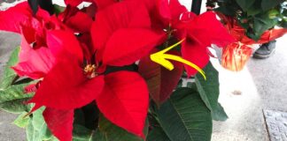 come-far-durare-stella-di-natale-gennaio