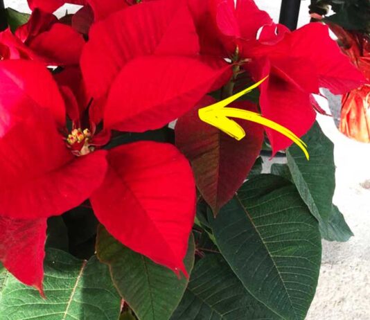 come-far-durare-stella-di-natale-gennaio