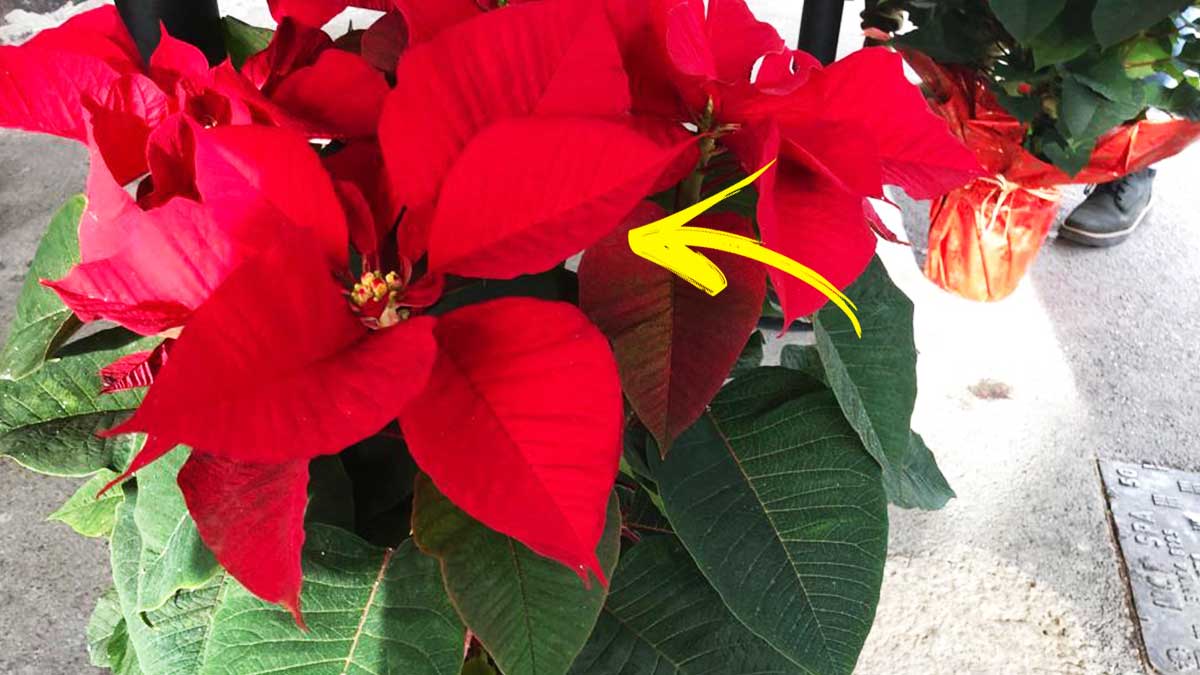 Come far durare la Stella di Natale anche a gennaio