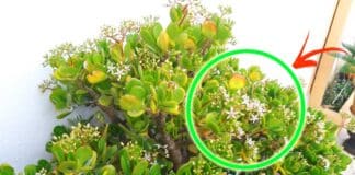 albero-di-giada-fiori