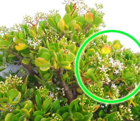 albero-di-giada-fiori