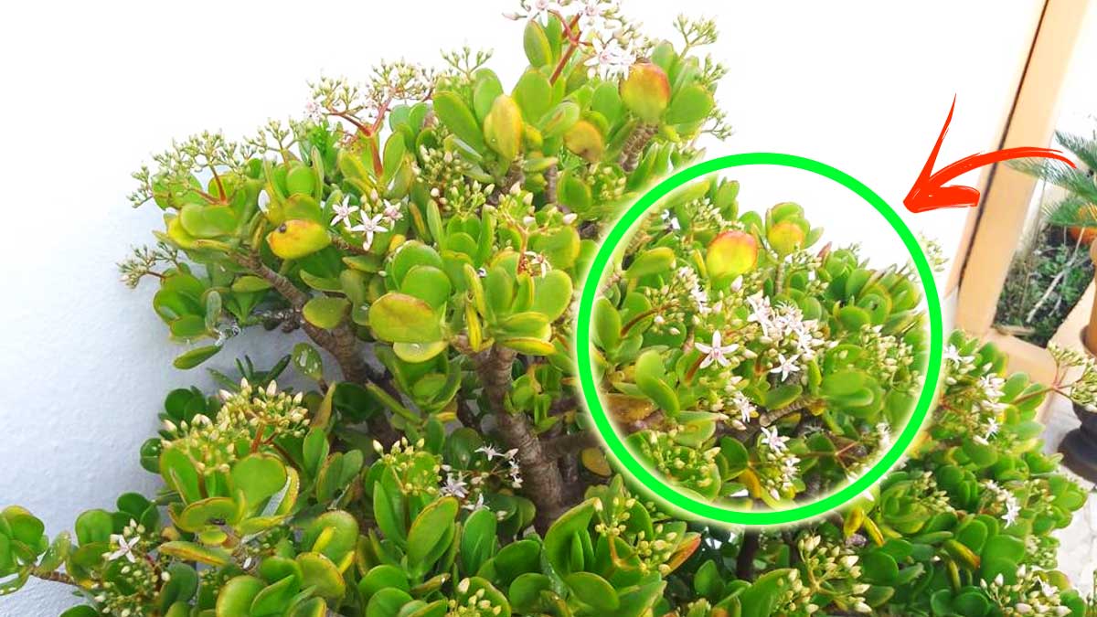 Per avere un Albero di Giada bello e fiorito ti basta tenerlo fuori di notte