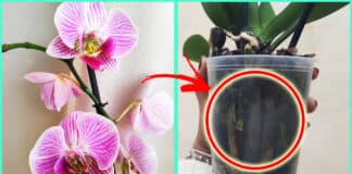 come-aiutare-orchidea-fiorire