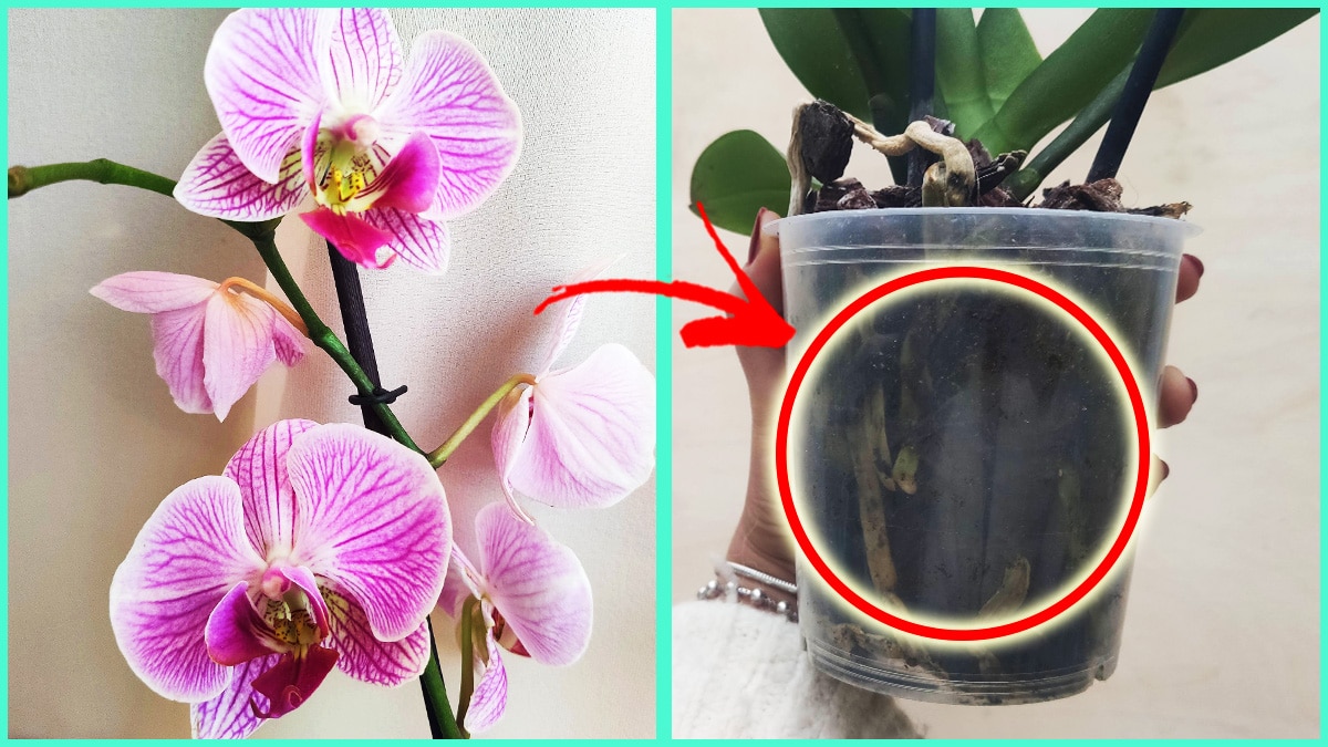 Come aiutare l’Orchidea a fiorire ogni anno