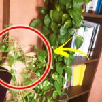 Come aiutare il Pothos a crescere tantissimo