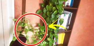 come-aiutare-pothos-crescere