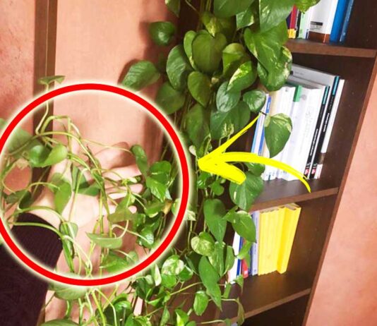 come-aiutare-pothos-crescere