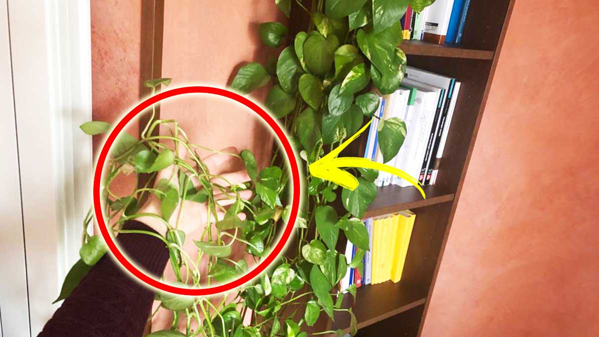 Come aiutare il Pothos a crescere tantissimo