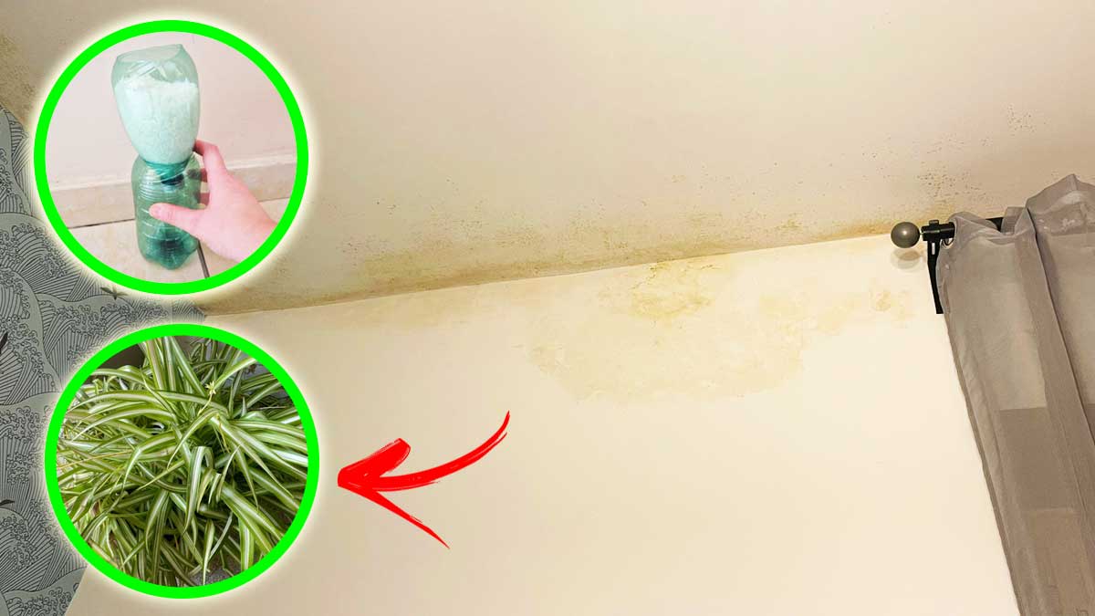 Come evitare la Muffa nella Camera da Letto