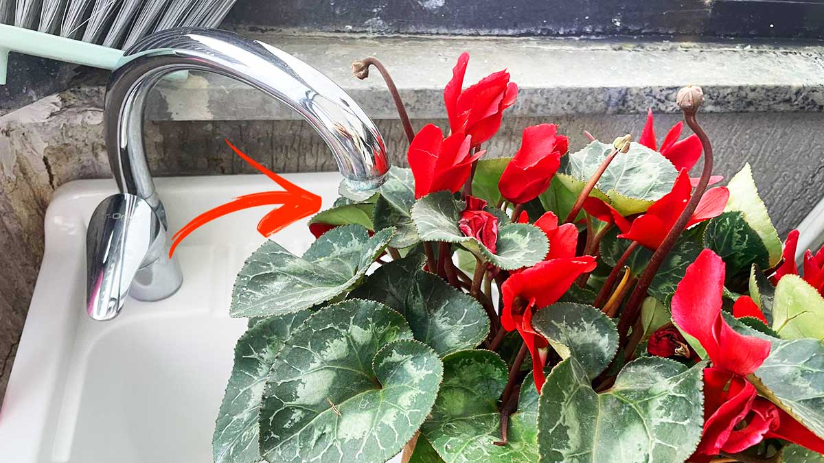 Per avere un Ciclamino pieno di fiori innaffia col metodo del lavandino