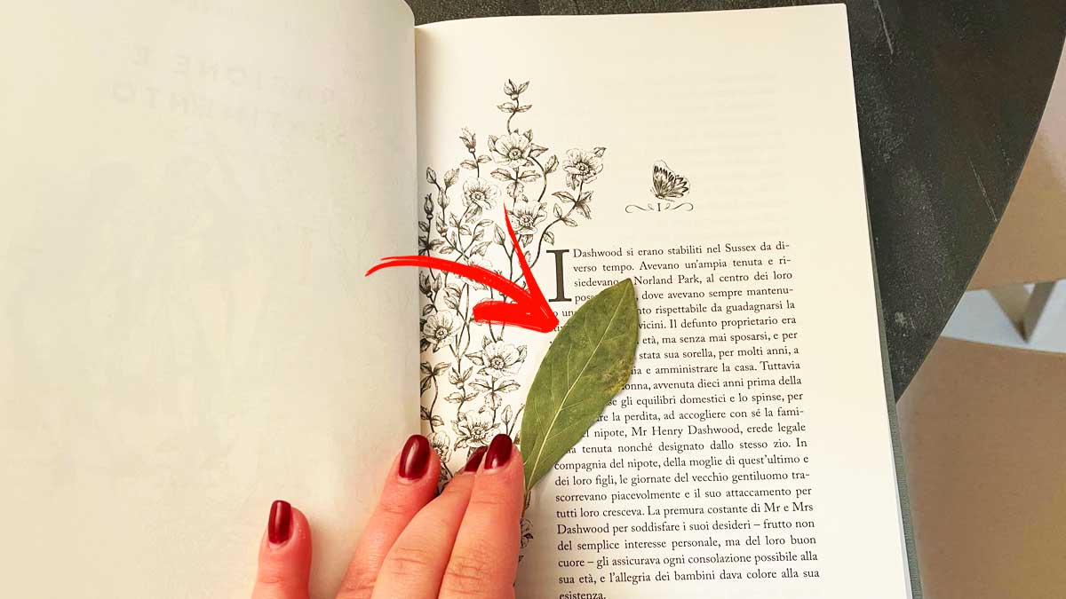 Come Usare il Bicarbonato e l’Alloro per Proteggere i Libri da Polvere e Muffa