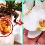 4+1 Consigli dei vivaisti per far fiorire tantissimo l’Orchidea a marzo