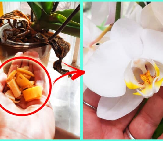 far-fiorire-orchidea-marzo-rimedi