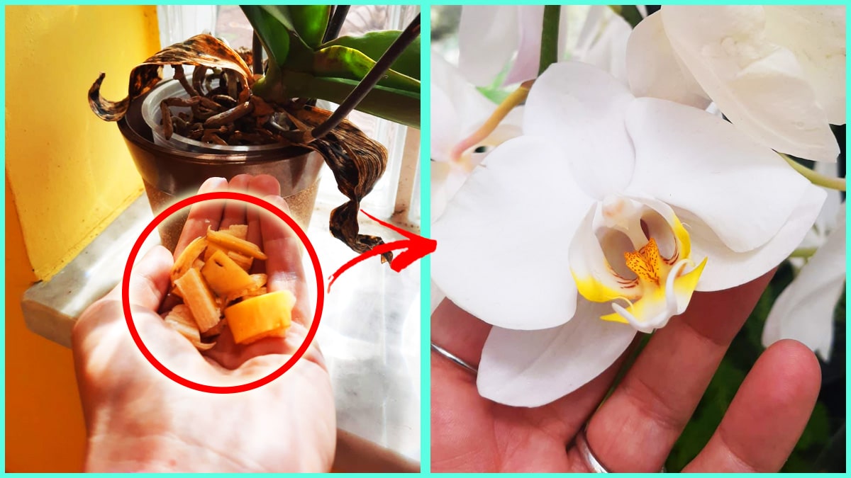 4+1 Consigli dei vivaisti per far fiorire tantissimo l’Orchidea a marzo