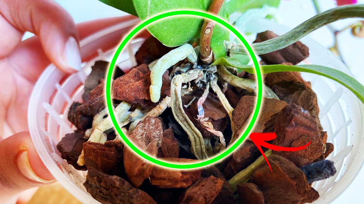4+1 Cose che puoi scoprire sulla tua Orchidea guardando soltanto le radici