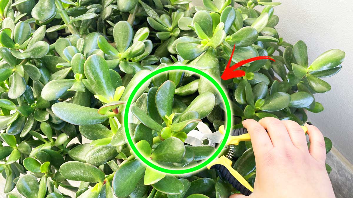 Vuoi avere un Albero di Giada folto e pieno di foglie? Potalo così