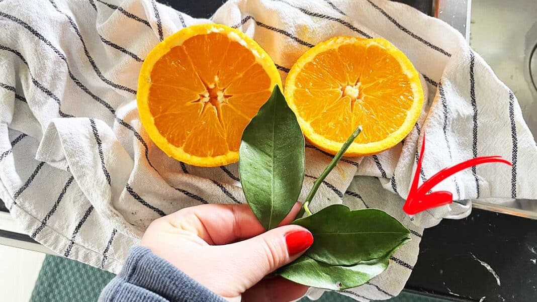 come-usare-foglie-arancia