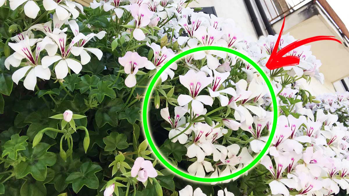 Come aiutare le Piante a fiorire in primavera con i 5 Consigli dei vivaisti